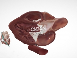 胸骨旁长轴心脏解剖C4D模型 Cardiac Anatomy-Parasternal Long Axis