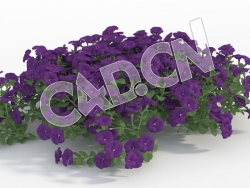 C4D多株紫色矮牵牛花模型 Petunia_I