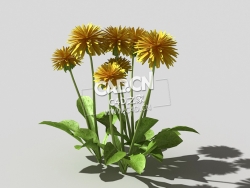 开花的蒲公英植物C4D模型 dandelion-b2 3d model