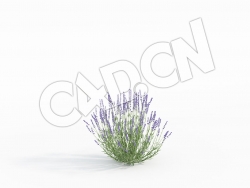 C4D香水植物薰衣草模型 Lavandula_C