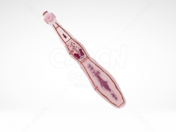 细粒棘球绦虫 Hydatid tapeworm-Echinococcus granulosus
