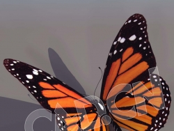 C4D蝴蝶模型含绑定含动画 butterfly 3d model