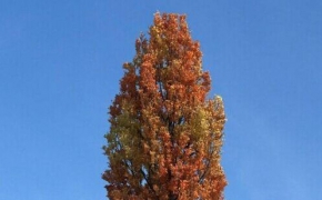秋天黄叶杨树C4D模型 The fall of Poplar 3D model