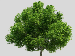 北美马栗树 七叶树 景观树C4D模型 Aesculus glabra