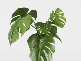 CINEMA 4D室内绿植：现代玻璃花盆中的龟背竹独特开裂叶片细节丰富的3D热带植物模型C4D