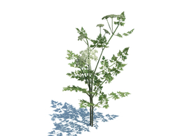 毒欧芹植物杂草模型下载Aethusa cynapium v2