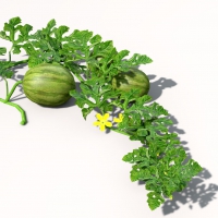 西瓜/西瓜蔓C4D模型 watermelon 3d mdoel