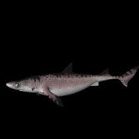 远古鲨鱼三维模型 Shark 3d models