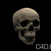 骷髅头3d模型：Skull