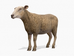 高度还原真实毛发与解剖结构的高精度母羊3D模型资源，支持多平台主流格式一键快速下载使用sheep