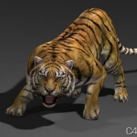 老虎3D模型 Tiger(MAX)