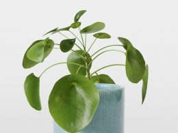 CINEMA 4D室内绿植：时尚蓝色陶瓷花盆中的圆叶草多茎结构照片级真实3D中国钱币草模型C