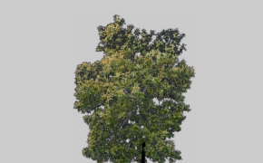 树木模型（贴图版）Proporzioni automatiche