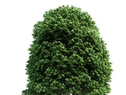 七叶树C4D模型 aesculus 3d model