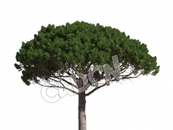 C4D意大利伞松松树模型 Pinus pinea 3d model