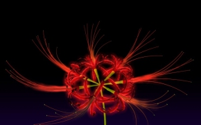彼岸花C4D模型 white spider lily