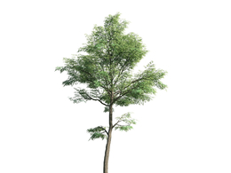 景观树木：大叶桉三维模型plant-47