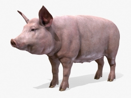 高精度母猪3D模型免费下载，支持gltf、c4d、fbx多格式，真实细节贴图高兼容影视动画与游戏开发pig-animations