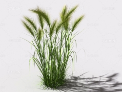 墨西哥羽毛草细茎针茅利坚草植物C4D模型 feather-grass-b1