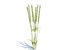黑麦草植物杂草模型下载Lolium perenne v1