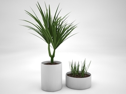 室内装饰植物-芦荟C4D模型(20) Interior plants 3d model