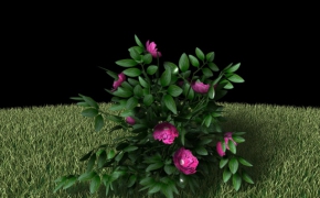 芍药 植物模型