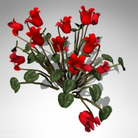 仙客来C4D模型 Cyclamen 3d model