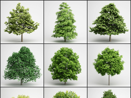 25个景观树木C4D模型 Tree