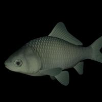 海洋鱼模型：日本鲫鱼3D模型 Herabuna