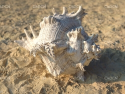 沙滩贝壳海螺C4D模型 sea snail