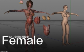 C4D女性解剖模型 Cinema4d Female Anatomy 3D Models