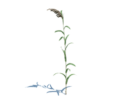 芦苇植物杂草模型下载Phragmites australis v2