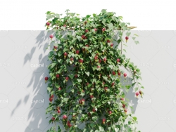 爬藤植物灯笼风铃 Abutilon megapotamicum
