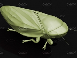 沫蝉 吹泡虫昆虫C4D模型 Froghopper