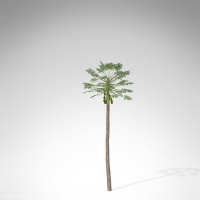 木瓜树C4D模型 Papaya 3d model