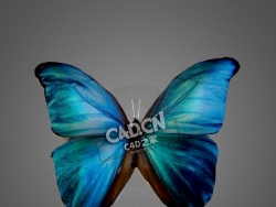 蝴蝶C4D模型下载 Butterfly-6