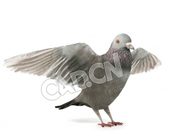 展开翅膀的鸽子C4D模型