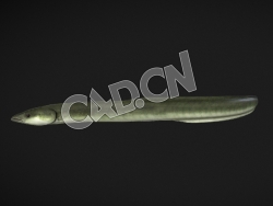 C4D美国鳗鱼绑定动画模型 Model 71A American Eel