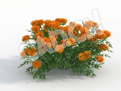 C4D臭芙蓉万寿菊花卉模型 Tagetes_I