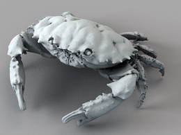 螃蟹 礁蟹C4D模型 Dark Finger Reef Crab