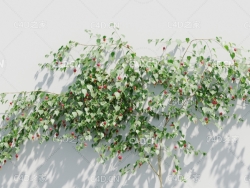 爬墙植物蔓性风铃花C4D模型 Abutilon megapotamicum