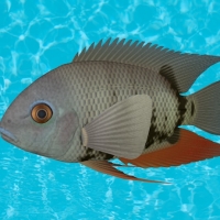 海洋动物模型：鱼3D模型 Banded Cichlid
