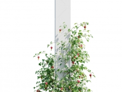 方柱爬藤植物蔓性风铃花C4D模型 Abutilon megapotamicum