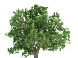 景观树 大树 绿树 栎树C4D模型 quercus 3d model
