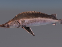 鲟鱼C4D模型 Sturgeon