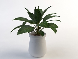 室内装饰植物C4D模型(05) Interior plants 3d model