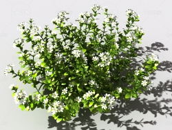百里香植物C4D模型 thyme-a