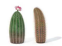 彩虹仙人掌C4D模型 Rainbow Cactus