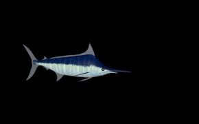 带骨骼带动画的游泳鱼 含贴图