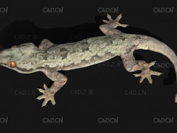 壁虎四脚蛇C4D模型 Gekko 3d model